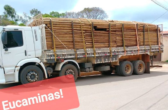 Transportando Eucalipto Tratado 