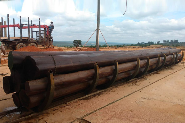 Eucalipto Tratado em autoclave